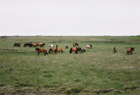 Pferde auf Snaefellsnes